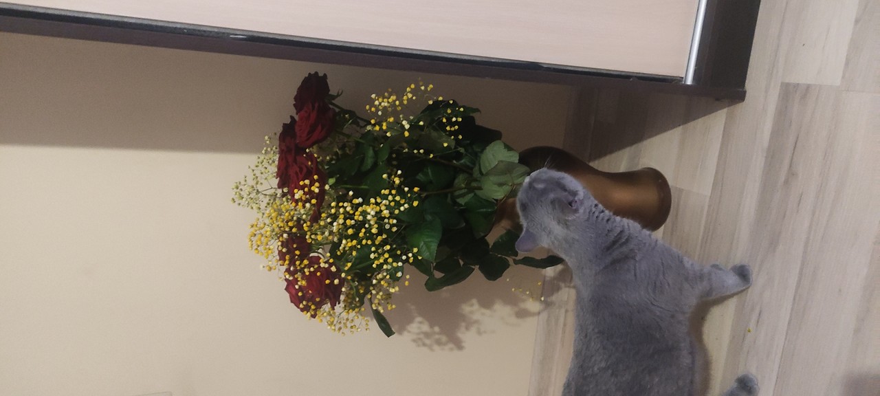 ���������� #2308918