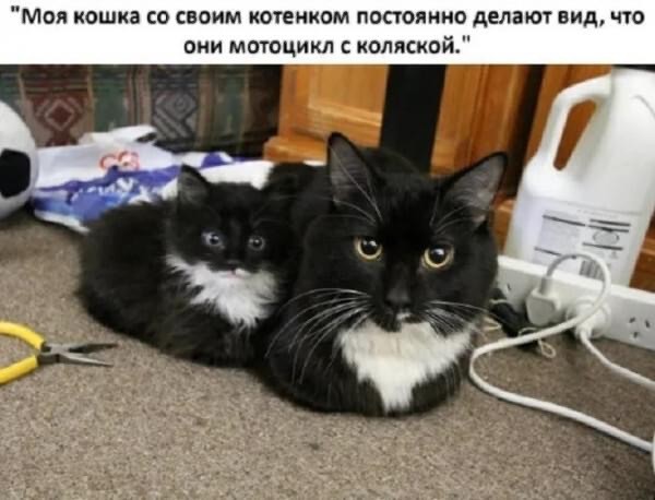 ���������� #2311012