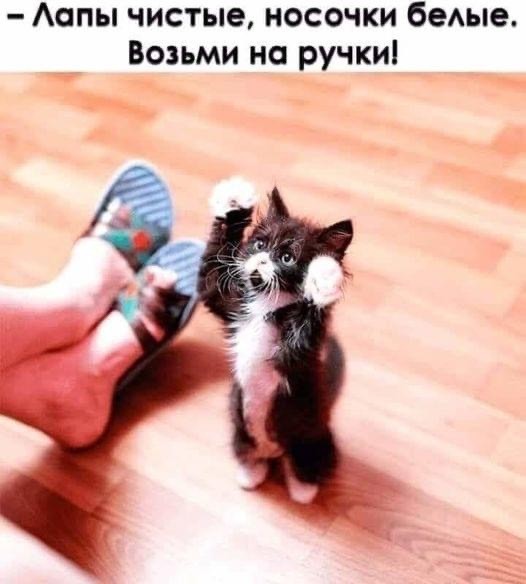 ���������� #2311014