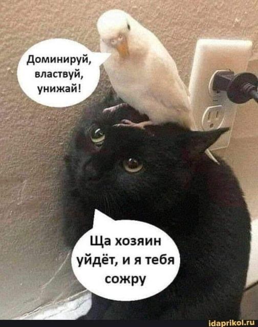 ���������� #2311018