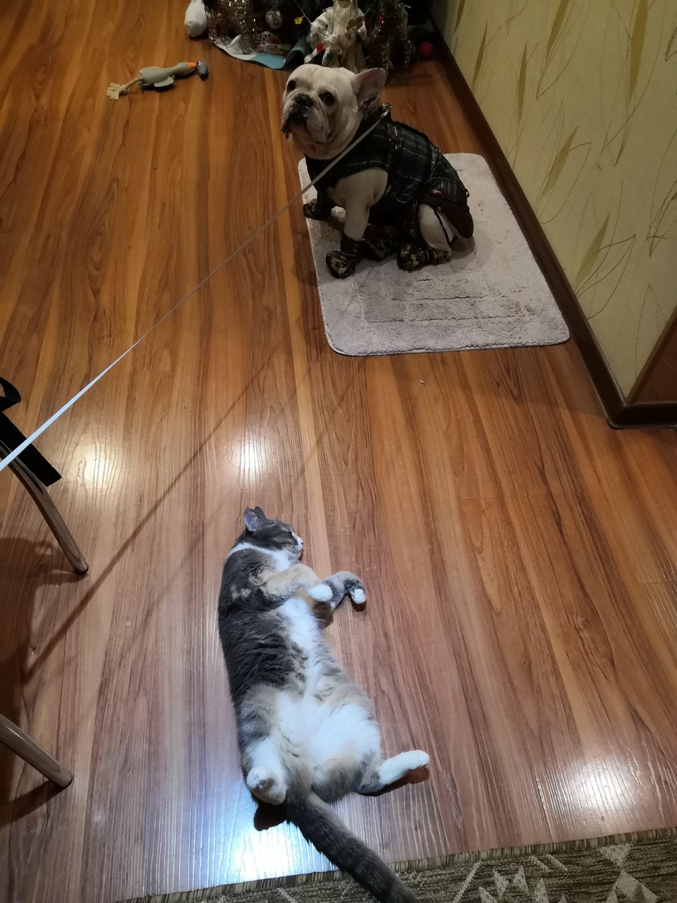 ���������� #2311728
