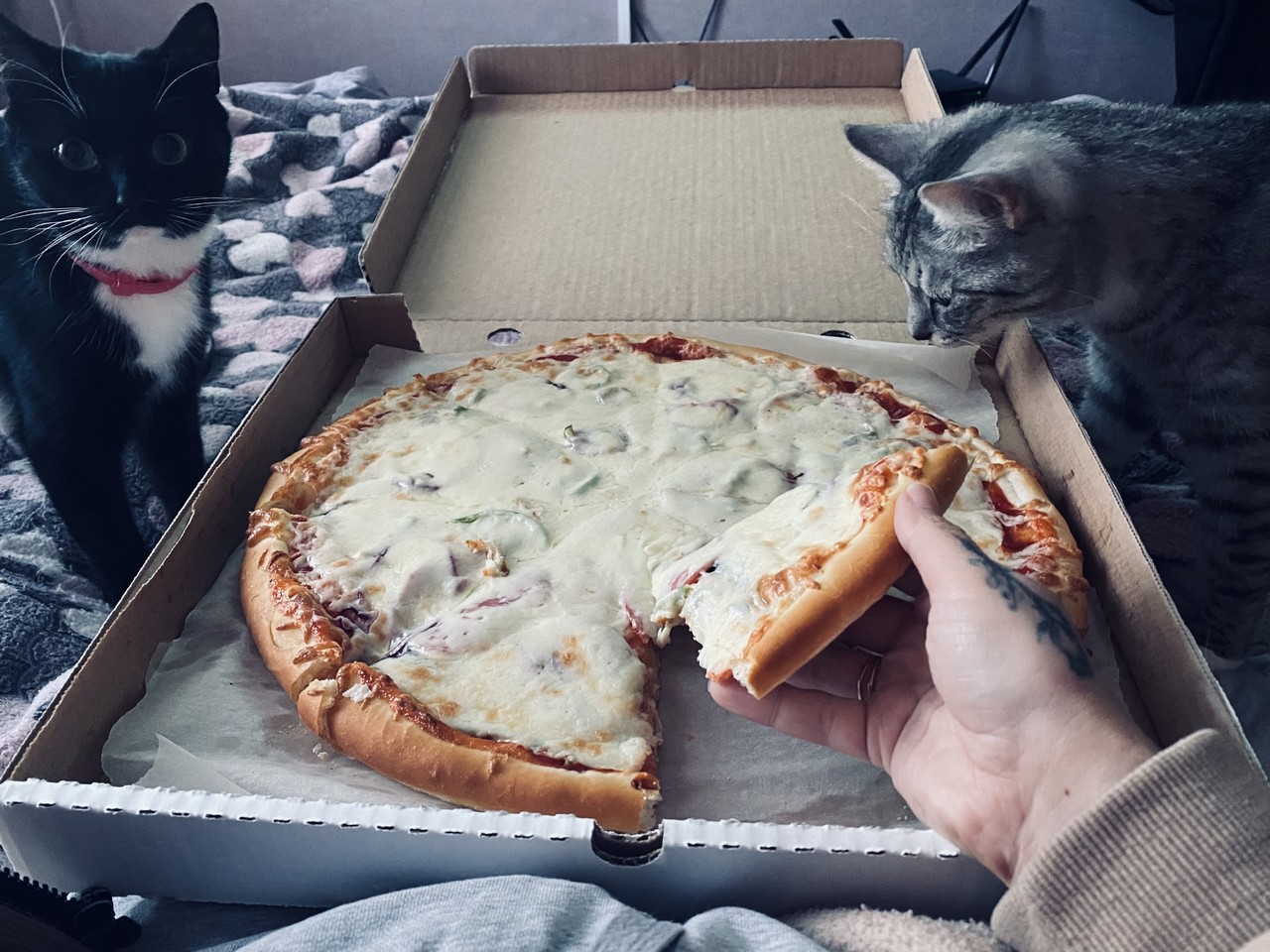 ���������� #2312132