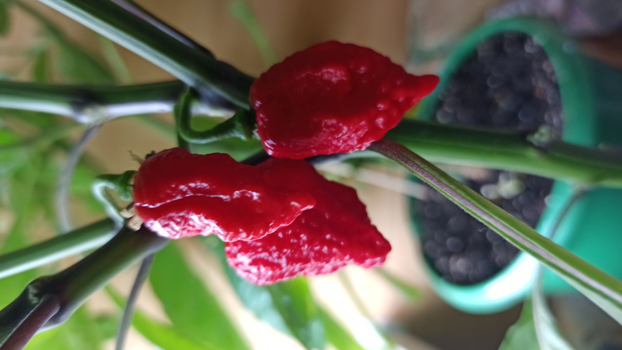������������ �����Carolina Reaper