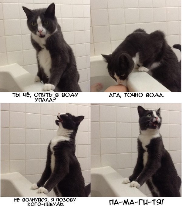 ���������� #2310404