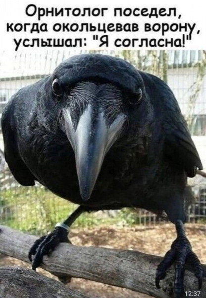 ���������� #2314201