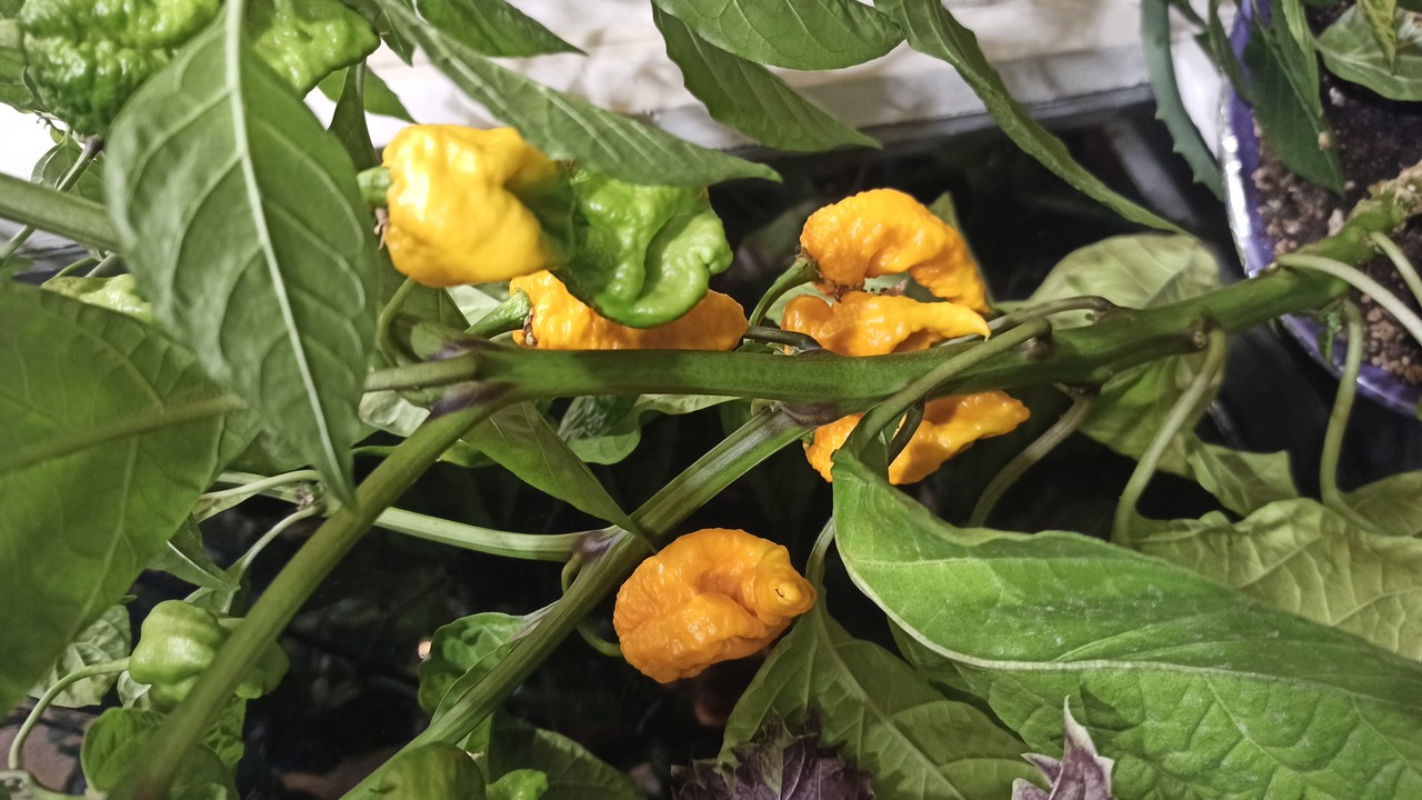 Trinidad Scorpion Yellow