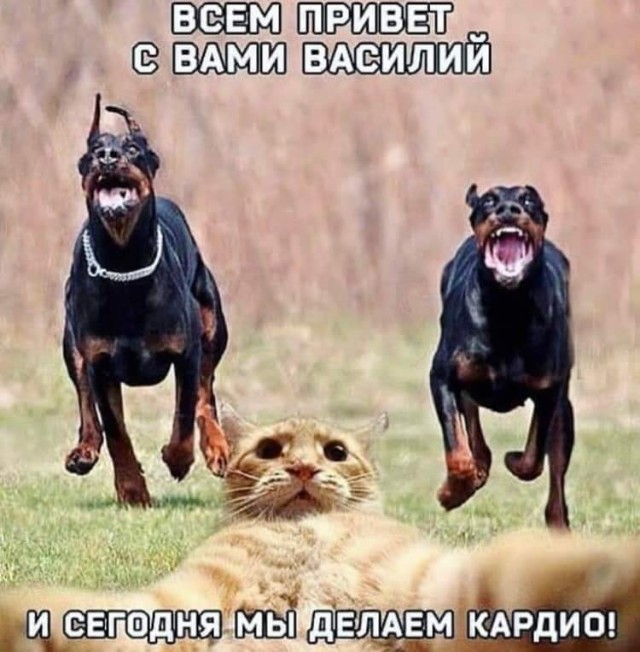 ���������� #2315170
