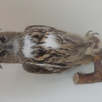 MagicalOwl