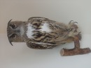 MagicalOwl