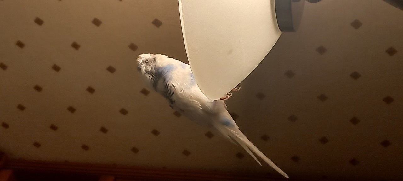 ���������� #2317245