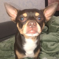 ���������� #2319365