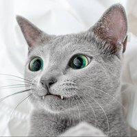 ���������� #2321206