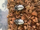 Goliathus gq