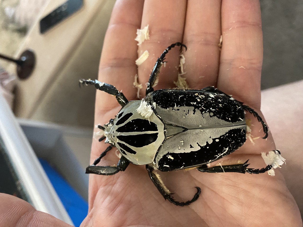 Goliatus regius
