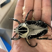 Goliatus regius