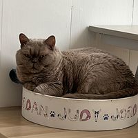 ���������� #2321257