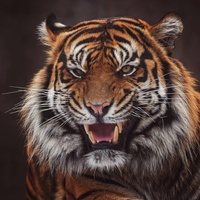 tigr