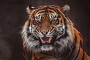 tigr