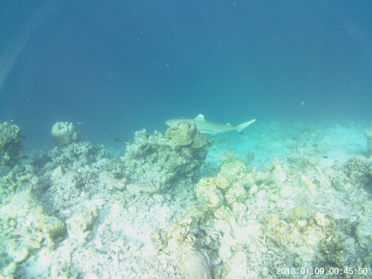 Maldives 24 shark