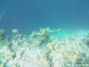 Maldives 24 shark