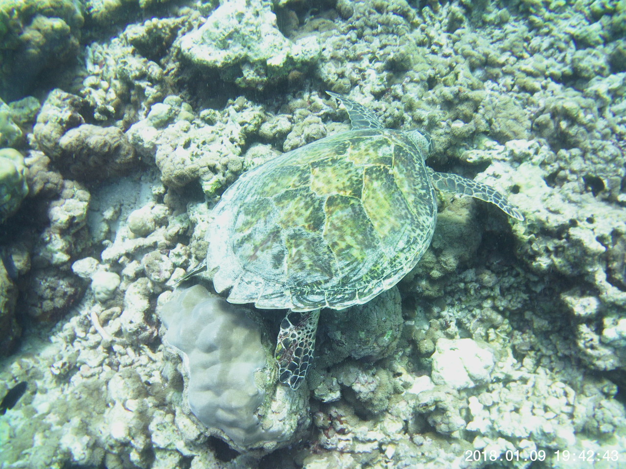 Maldives 24