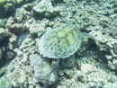 Maldives 24