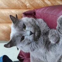 ���������� #2322951