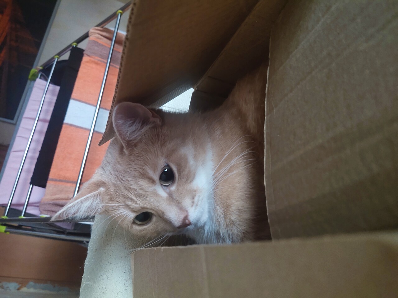���������� #2323357