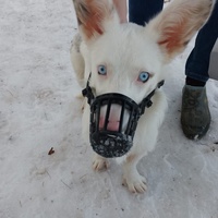 ���������� #2323629
