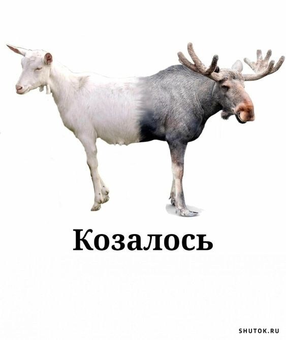 ���������� #2324231