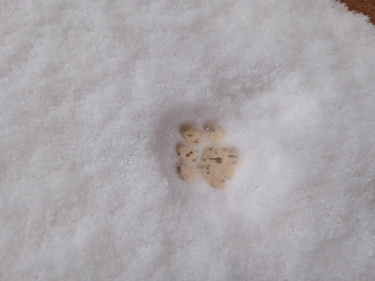 paw in may =)
