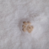paw in may =)