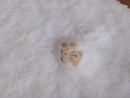 paw in may =)