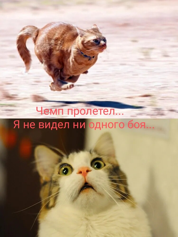 ���� ��������