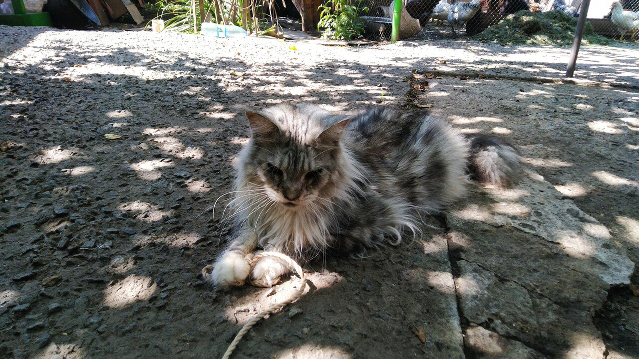 Janet