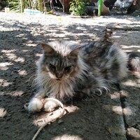 Janet