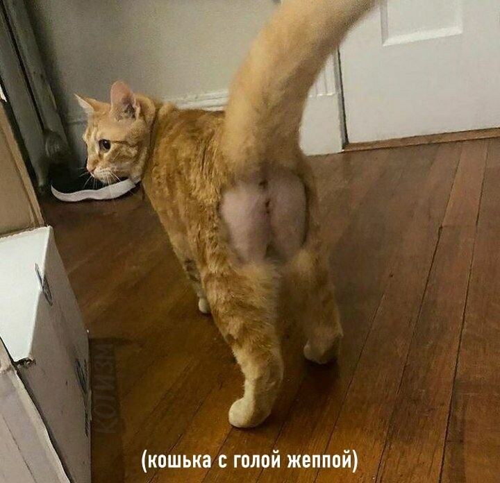���������� #2327071