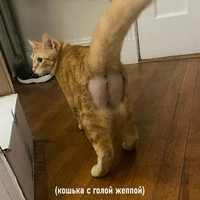 ���������� #2327071
