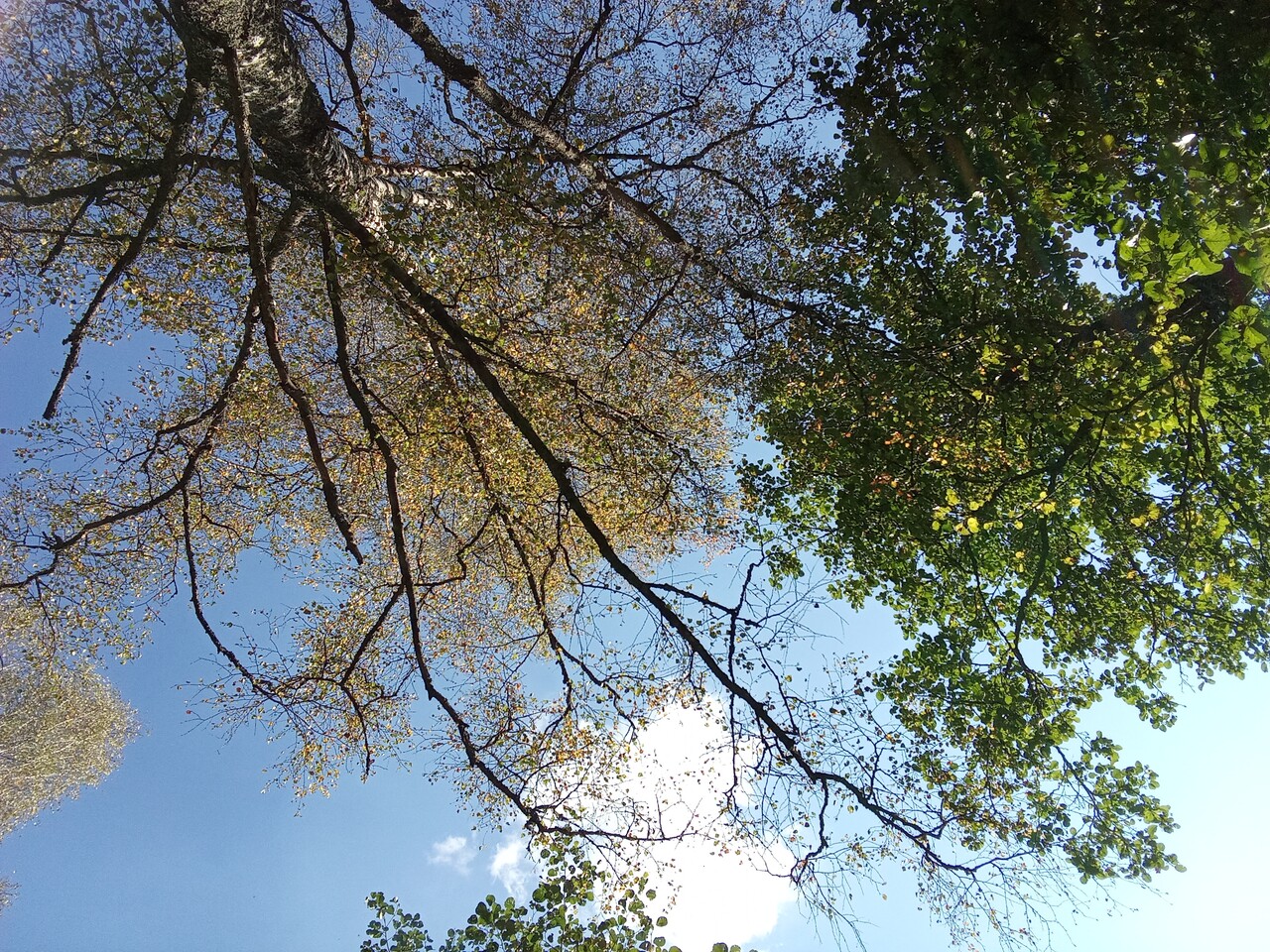���������� #2327240