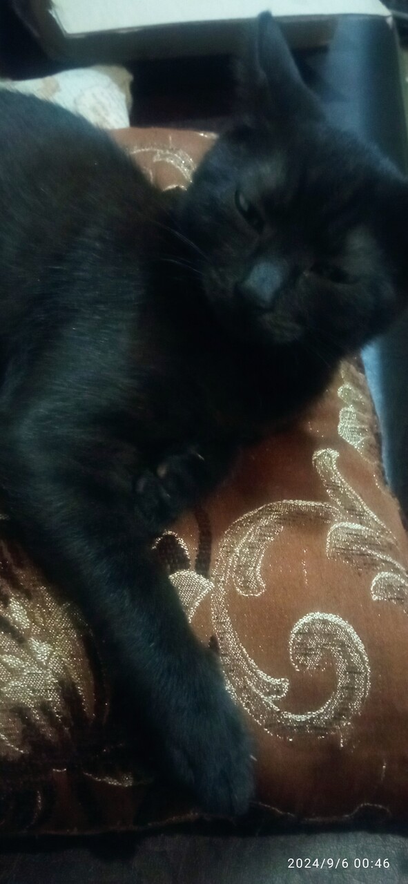 ���������� #2327398