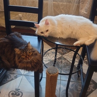 ���� � �����