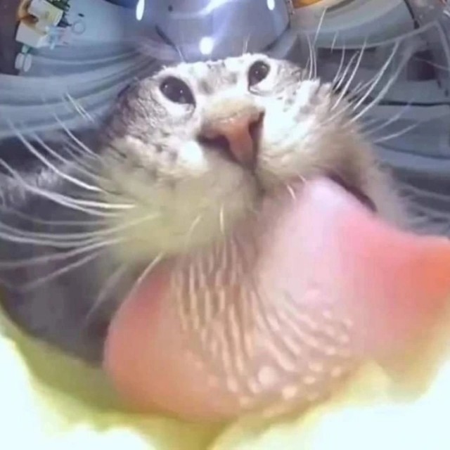 ���������� #2328149