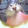 ���������� #2328149