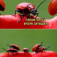 ���������� #2328312