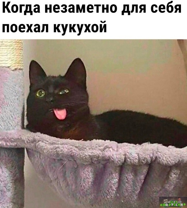 ���������� #2331541