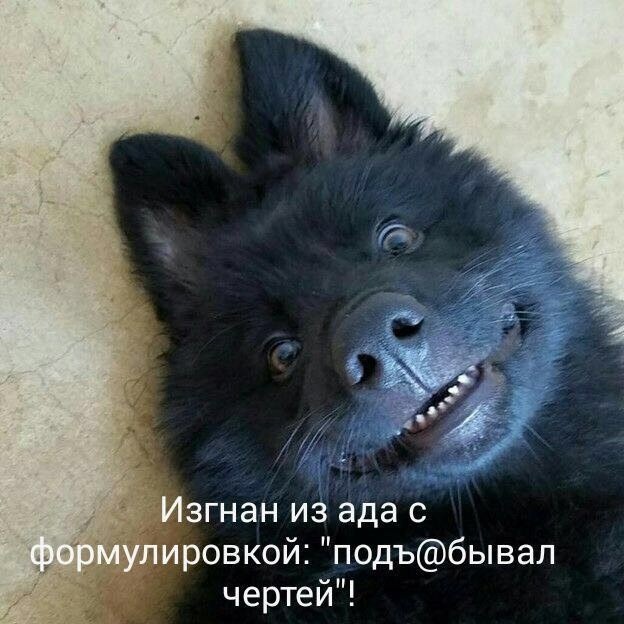 ���������� #2331542