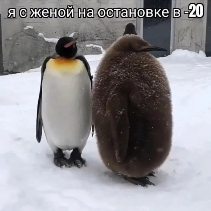 ���������� #2330247