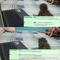 ���������� #2333177