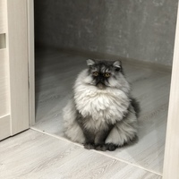 ���������� #2330496