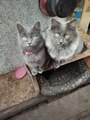 ������ � ���� ���� -������  ���� � �����